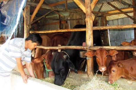 Các tỉnh Tây Nguyên đưa chăn nuôi đại gia súc thành ngành sản xuất hàng hóa