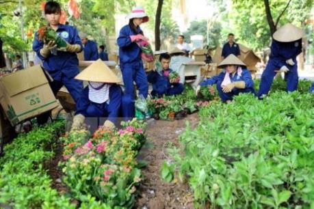 Hà Nội nảy sinh vướng mắc khi phân cấp quản lý cây xanh, thảm cỏ