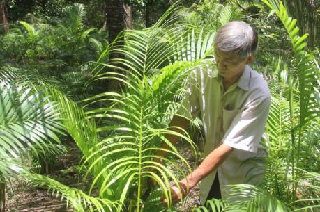 Trồng xen cây dưới tán dừa cho hiệu quả kinh tế cao