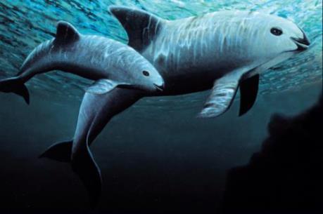 Mexico bảo tồn loài cá heo nhỏ nhất thế giới