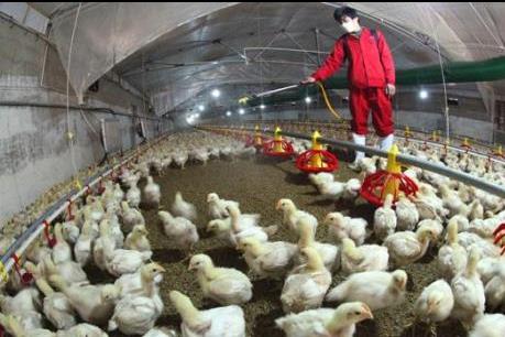 Trung Quốc phát hiện thêm ca nhiễm virus H7N9 mới tại Thiên Tân
