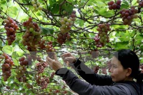 Người trồng nho phấn khởi vì được mùa, được giá