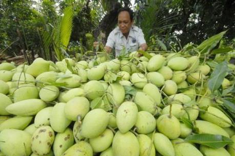 Xoài sạch Suối Lớn sẽ xuất khẩu sang Australia