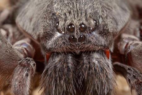 Phát hiện nhện khổng lồ 8 mắt ở Mexico
