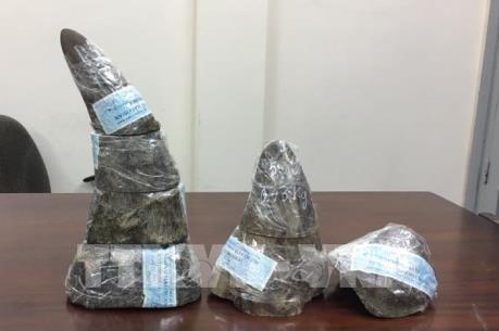 Bắt giữ vụ vận chuyển trái phép sừng tê giác quý hiếm qua đường hàng không