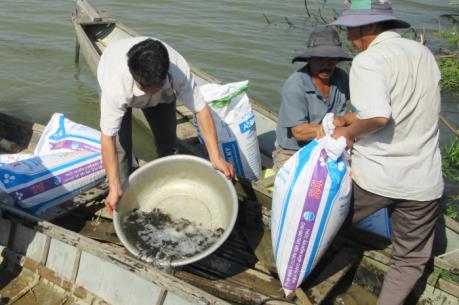 Ninh Thuận thả hơn 50.000 con cá giống xuống sông Dinh