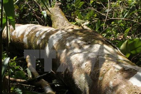 Phát hiện cây gỗ "khủng" ở Cà Mau là có thật