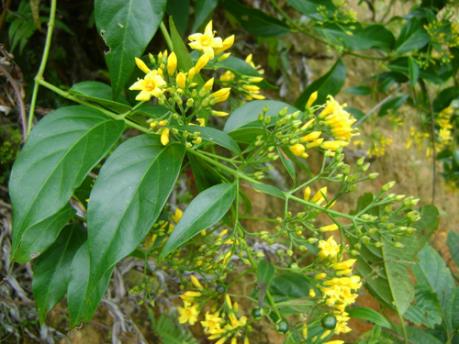 Ăn nhầm lá ngón, 2 mẹ con ở Điện Biên tử vong