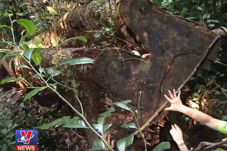 Xử nghiêm các sai phạm liên quan vụ phá rừng ở Vườn Quốc gia Ba Bể