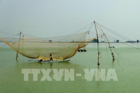 Hàng trăm vó cá xuất hiện bất thường trên lòng hồ Dầu Tiếng