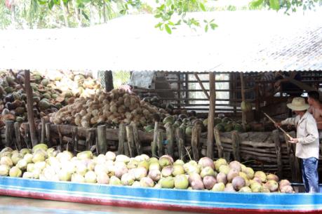 Giá dừa khô tăng cao