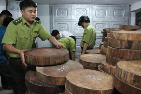 Bắt giữ một vụ gỗ nghiến được sơ chế dạng thớt lớn nhất từ trước đến nay