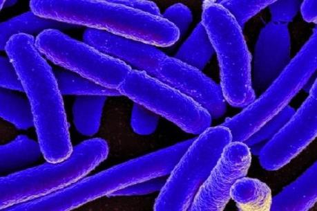  Canada thu hồi nhiều loại bột nhiễm khuẩn E. coli