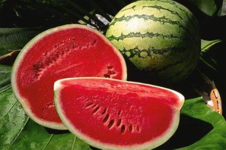 Thu nhập khủng từ  trồng dưa hấu Kỳ Lý