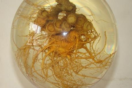 Tịch thu nhiều sản phẩm được quảng cáo làm từ sâm Ngọc Linh không rõ nguồn gốc