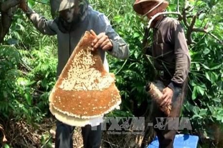 Ngăn chặn việc giả mạo thương hiệu mật ong U Minh Hạ, Cà Mau