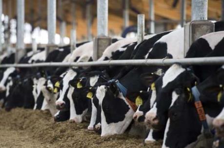 Canada: Ngành sữa có nguy cơ bị khiếu kiện lên WTO