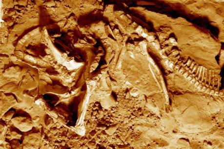 Phát hiện dấu vết loài bò sát cổ đại chưa từng biết đến tại Tây Ban Nha