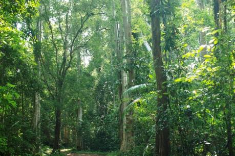 Truy bắt nhóm đối tượng đâm trọng thương cán bộ kiểm lâm