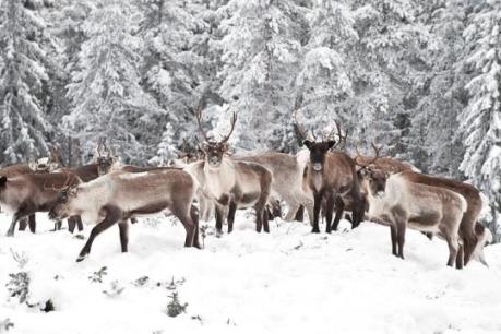 Bắc Cực ấm lên đe dọa loài tuần lộc