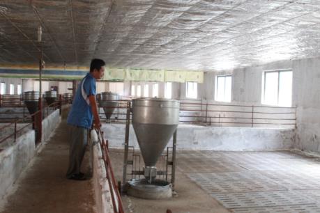 Cấp bách "giải cứu" người chăn nuôi