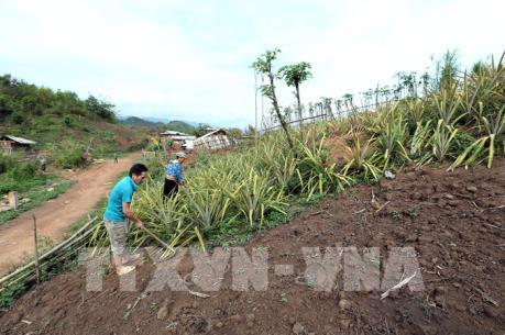Điện Biên gỡ vướng trong giải quyết tình trạng phá rừng và di cư tự do ở Mường Nhé