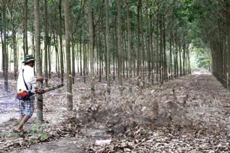 Thái Lan, Malaysia và Indonesia phối hợp bình ổn giá cao su