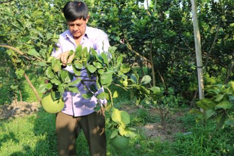 Phú Thọ: Liên tiếp xảy vụ đào trộm giống bưởi đặc sản Đoan Hùng