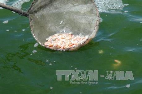 Sớm làm rõ nguyên nhân tôm nuôi bị bệnh vểnh mang ở Trà Vinh