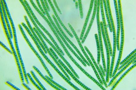 Sản xuất thành công nhiên liệu sinh học từ vi tảo