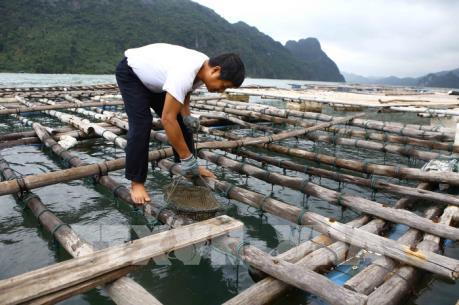 Lấy ý kiến sửa đổi Luật Thủy sản