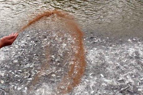 Giá cá tra giống tại Đồng bằng sông Cửu Long "hạ nhiệt"