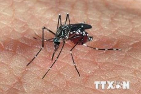 Bệnh sốt rét có nguy cơ bùng phát trở lại