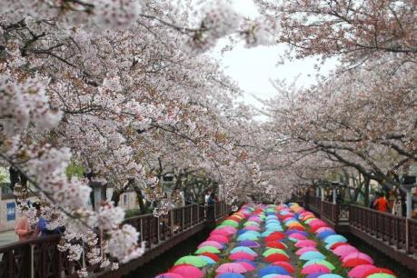 Du lịch Hàn Quốc thiệt hại lớn sau quyết định tẩy chay của Trung Quốc