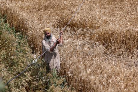 Ấn Độ đặt mục tiêu đạt 273 triệu tấn ngũ cốc trong niên vụ 2017-2018