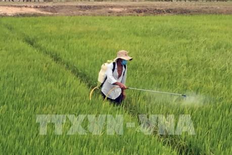 Chi phí vụ Hè Thu tăng khiến nông dân lo lắng