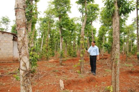 Cây hồ tiêu tại Quảng Trị thiệt hại nặng do bệnh