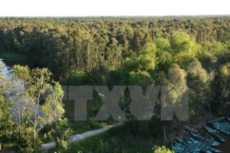 Tràm tăng giá, người trồng tràm lãi cao