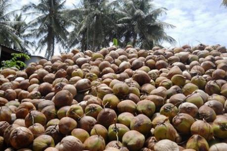 Giá dừa khô tăng cao