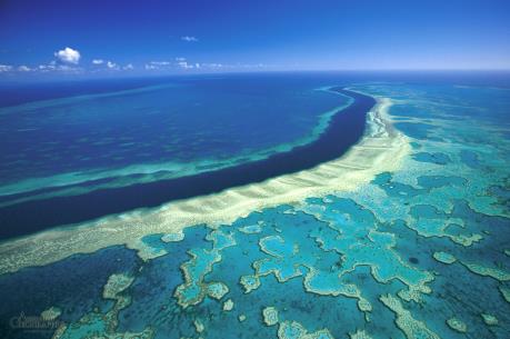 Hy vọng mới giải cứu rạn san hô lớn nhất thế giới