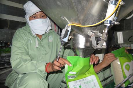 Xuất khẩu gạo chất lượng cao: Cơ hội cho doanh nghiệp Việt