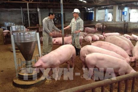 Bàn giải pháp tháo gỡ khó khăn cho người chăn nuôi lợn