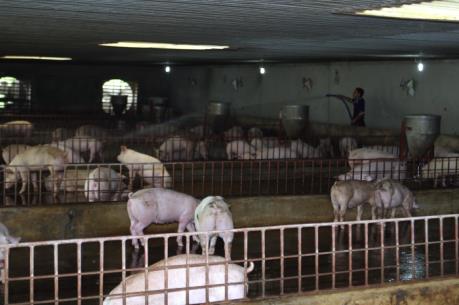 Một số giải pháp ổn định phát triển chăn nuôi