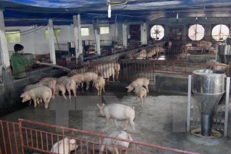 Bộ Nông nghiệp và Phát triển nông thôn chỉ đạo hỗ trợ tiêu thụ sản phẩm thịt lợn