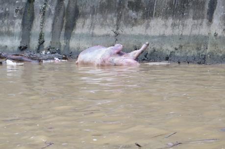 Lào Cai: Kiểm tra, xử lý tình trạng lợn chết quẳng xuống sông gây ô nhiễm môi trường