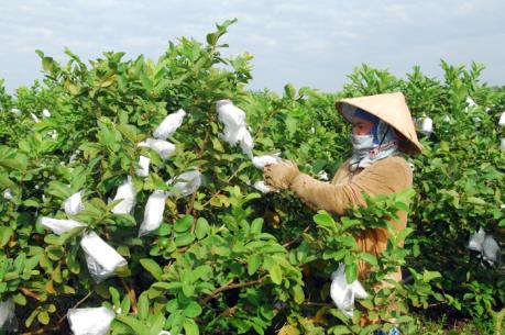 Kỷ niệm 42 năm Ngày Giải phóng miền Nam: Nông nghiệp công nghệ cao trên vùng đất thép