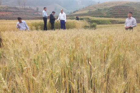 Thị trường nông sản: Giá các mặt hàng diễn biến trái chiều