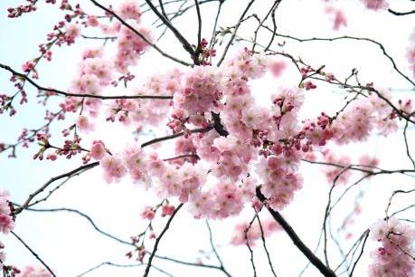 Vẻ đẹp mong manh của hoa anh đào London 