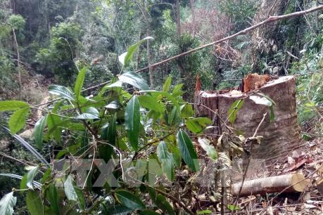 Cao Bằng kiểm điểm trách nhiệm việc "chặt nhầm" trên 4 ha rừng phòng hộ