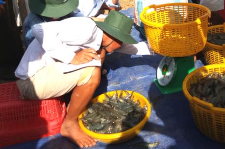 Giá tôm sú nuôi quảng canh tăng cao kỷ lục